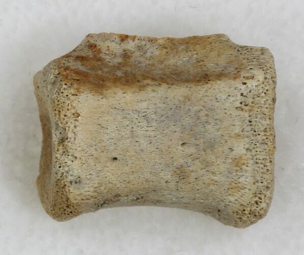 Tiny Dinosaur Caudal Vertebrae - Aguja Formation, Texas #33222